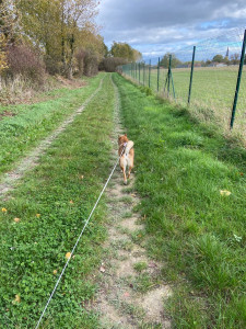 Photo de galerie - Promenade dans les champs de plusieurs chiens (individuellement)