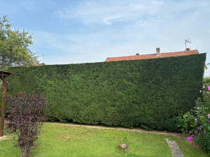 Photo de galerie - Taille cyprès leylandii (après)