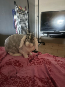 Photo de galerie - Lapin 