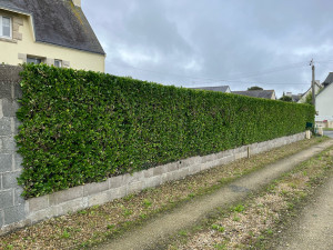 Photo de galerie - Taille de haies et d'arbustes