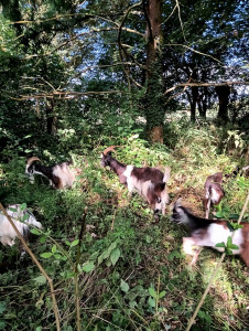 Photo de galerie - Défrichage à domicile