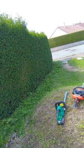 Photo de galerie - Taille d'une haie de thuya