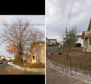 Photo de galerie - Abattage d'arbre ??