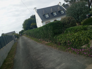 Photo de galerie - Taille de Haie 