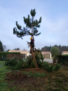 Photo de galerie - Démontage d’un pin pour construction d’un cabanon