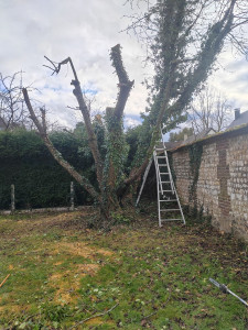 Photo de galerie - Elagage et coupe d'arbres