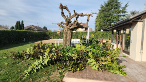 Photo de galerie - Elagage et coupe d'arbres