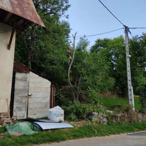 Photo de galerie - Démontage d'un en semble de frênes en bord de toiture 