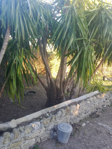 Photo de galerie - Nettoyage des yucca rafraîchissement des sols.
