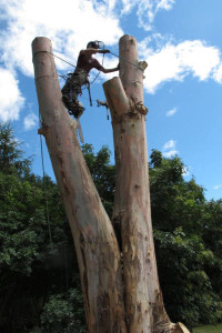 Photo de galerie - Elagage et coupe d'arbres