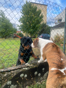 Photo de galerie - Toujours mousse qui rencontre un nouveau copain 
