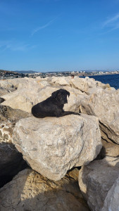 Photo de galerie - Kiara a la mer