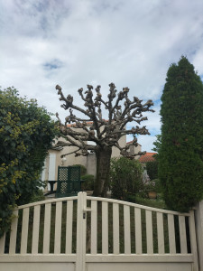 Photo de galerie - Taille de haies et d'arbustes