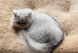 Photo de galerie - Garde chat