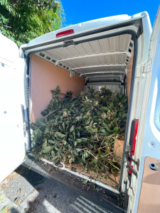 Photo de galerie - Elagage et coupe d'arbres