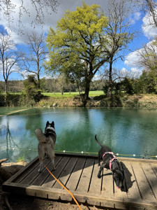 Photo de galerie - Garde chien
