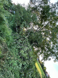 Photo de galerie - Elagage et coupe d'arbres