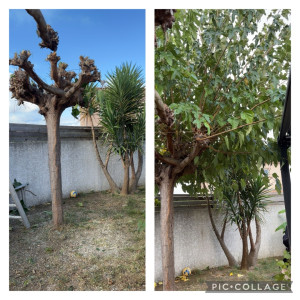 Photo de galerie - élagage d’un mûrier platane 