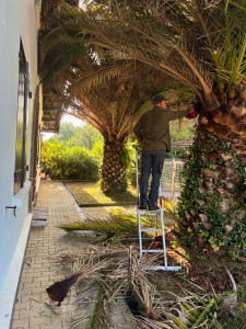 Photo de galerie - Elagage et coupe d'arbres