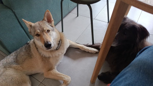 Photo de galerie - Saiko et ma Nala :)