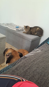 Photo de galerie - Garde chien