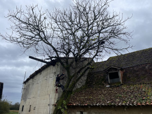 Photo de galerie - Elagage et coupe d'arbres
