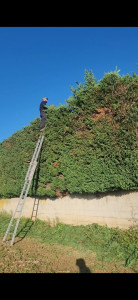 Photo de galerie - Taille de haies et d'arbustes