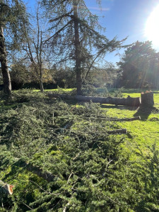 Photo de galerie - Elagage et coupe d'arbres