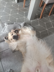 Photo de galerie - Garde chien