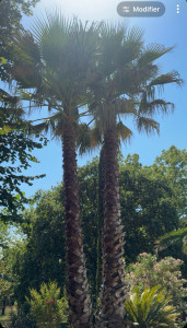 Photo de galerie - élagage phénix 