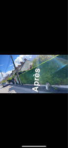 Photo de galerie - Taille de haie 