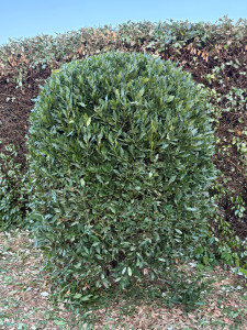 Photo de galerie - Taillé détaille 