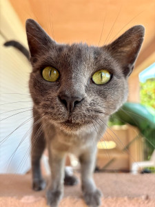 Photo de galerie - Garde chat