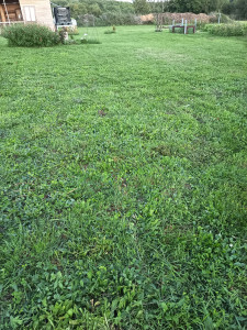 Photo de galerie - Tonte d'une pelouse avec ramassage de l'herbe. 