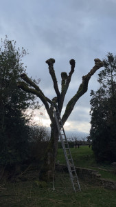 Photo de galerie - Elagage et coupe d'arbres