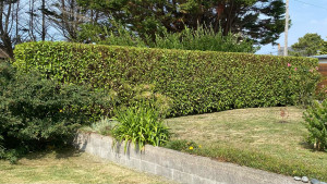 Photo de galerie - Taille d’une haie de Griselinia Littoralis