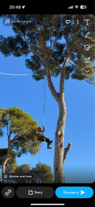 Photo de galerie - Elagage et coupe d'arbres