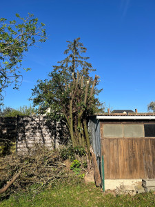 Photo de galerie - Élagage d’un arbre