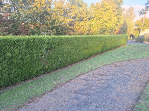 Photo de galerie - Taillage de haies 