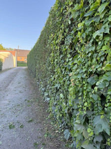 Photo de galerie - Taille de haies et d'arbustes