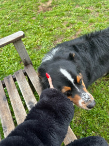 Photo de galerie - Garde de chien