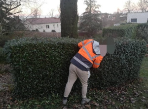 Photo de galerie - Taille de haie