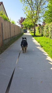 Photo de galerie - Promenades adaptées au rythme et aux besoins de votre chien, dans le respect de son bien-être et de sa sécurité. ??