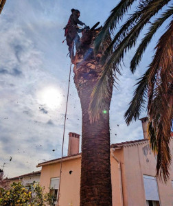 Photo de galerie - Elagage et coupe d'arbres