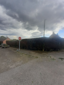 Photo de galerie - Taille de haies et d'arbustes