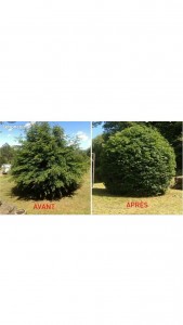 Photo de galerie - Jardinier