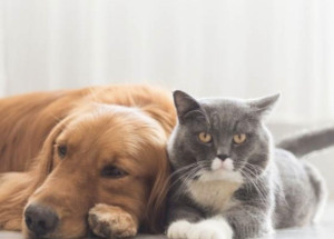 Photo de galerie - J'aime trop les animaux surtout les chiens et les chat 