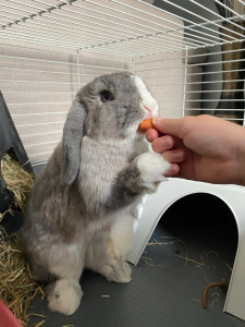 Photo de galerie - Garde de lapin 