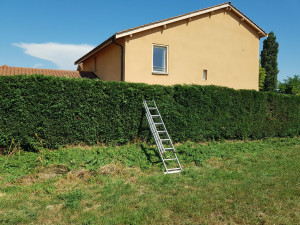 Photo de galerie - Taille de haie