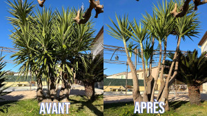 Photo de galerie - Taille d'un Yuka